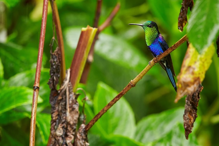 Kolibri, omgeving Turrialba, Costa Rica